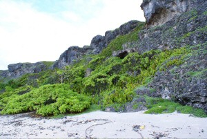 Coast of Henderson Island