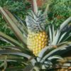 #104 Pineapple Ready To Eat